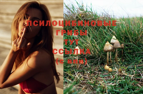 PSILOCYBIN Покров